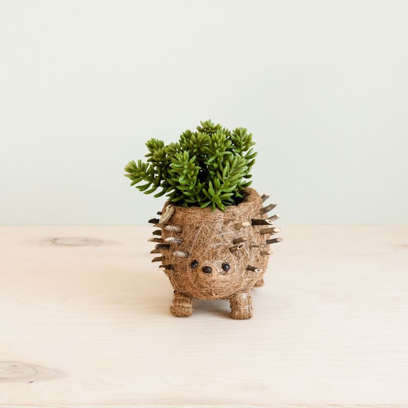 Coco Coir Animal Planter Baby Hedgehog image