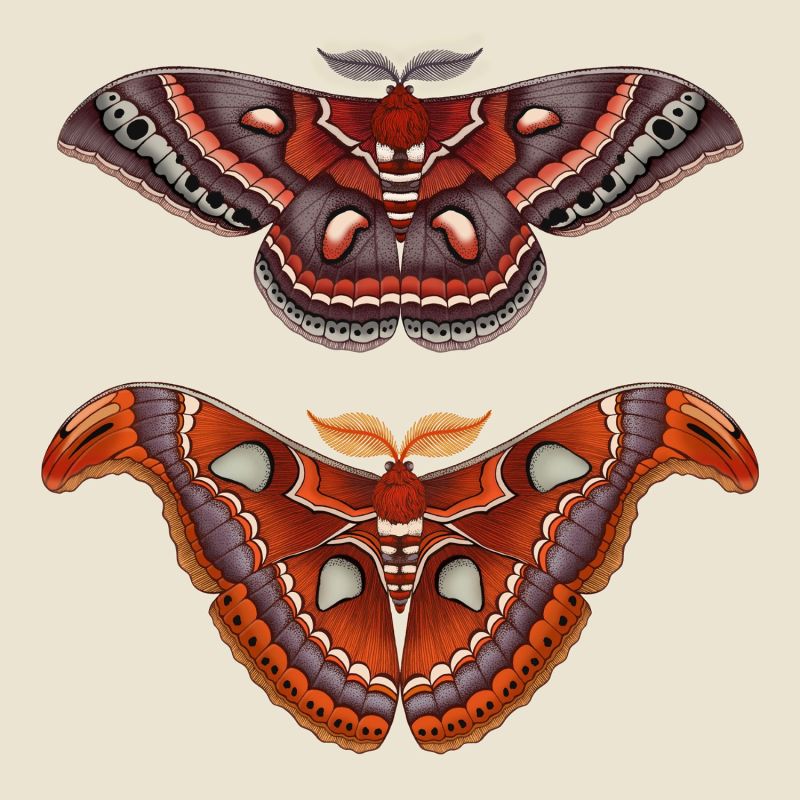 Antique Atlas & Cecropia Moths Fine Art Print A5 image