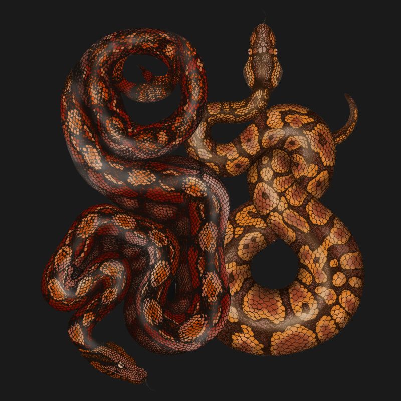 Antique Python & Viper Fine Art Print A4 image