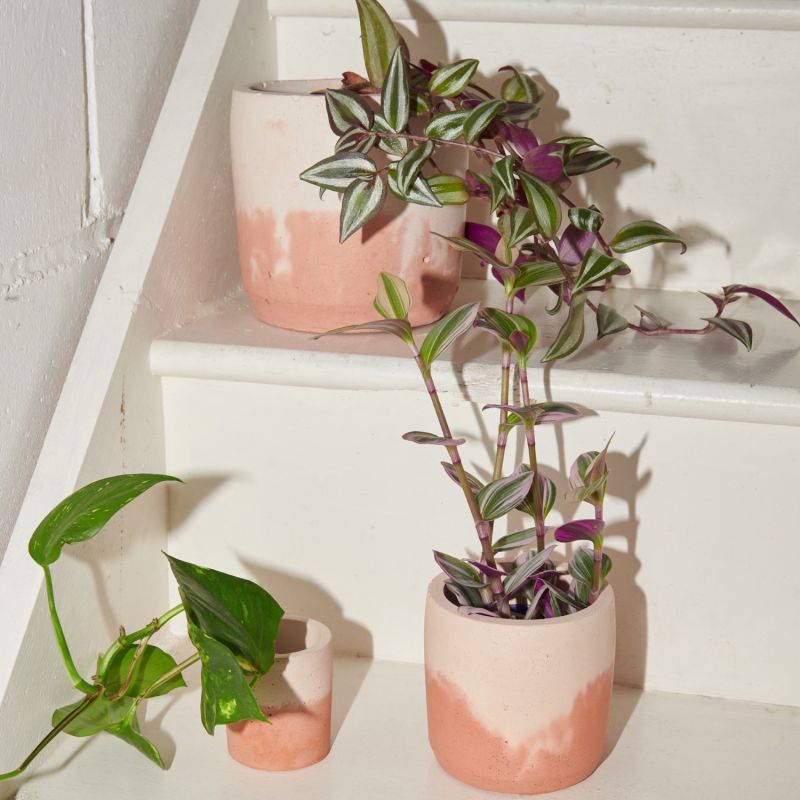 Concrete Plant Pot Set - Terracotta And Blush image