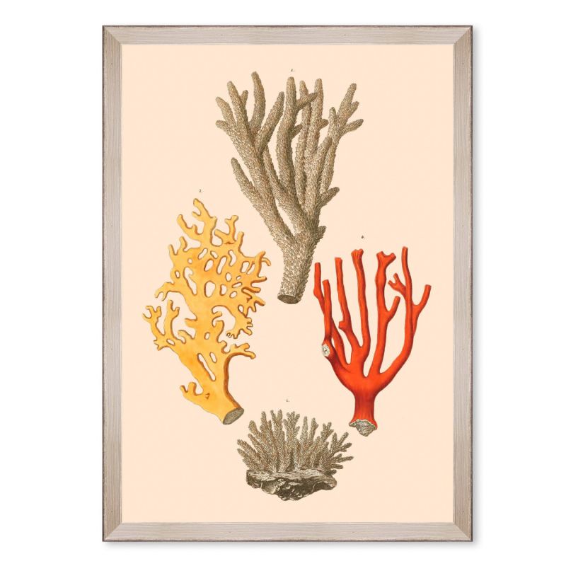 Deliciae Naturae Two Framed Art image