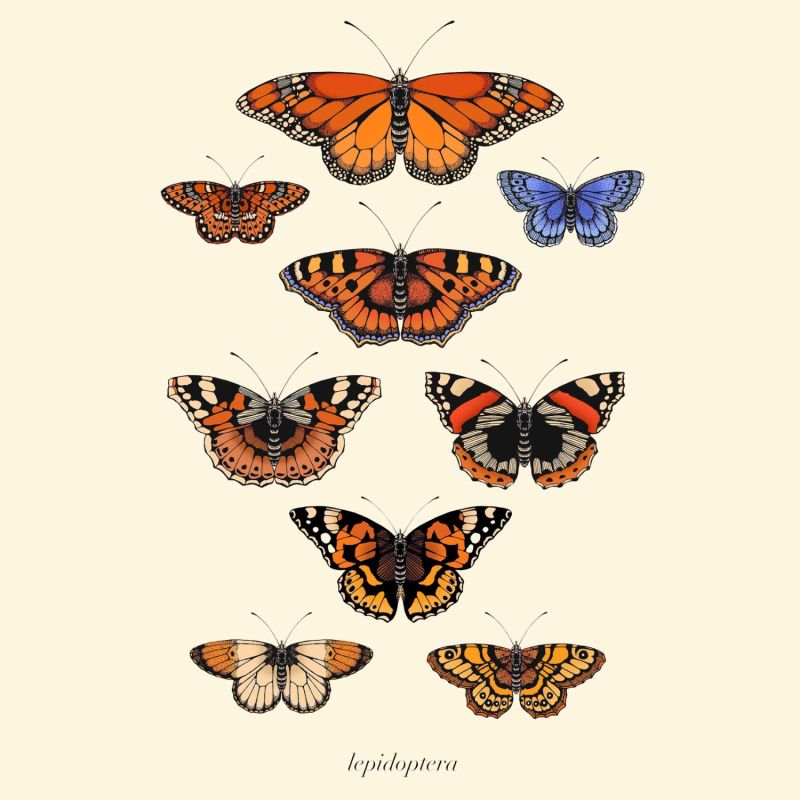 'Antique British Butterflies' Fine Art Print A3 image