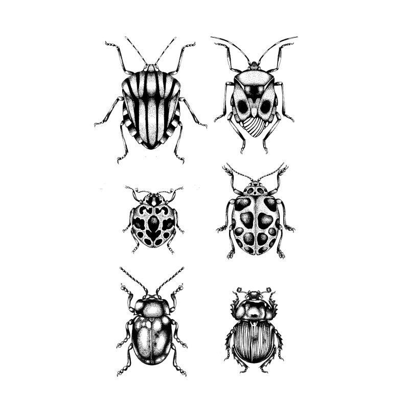 'British Beetles' Fine Art Print A4 image