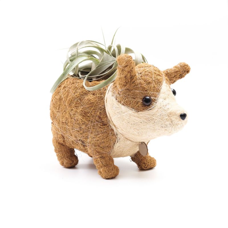 Coco Coir Animal Planter - Corgi image