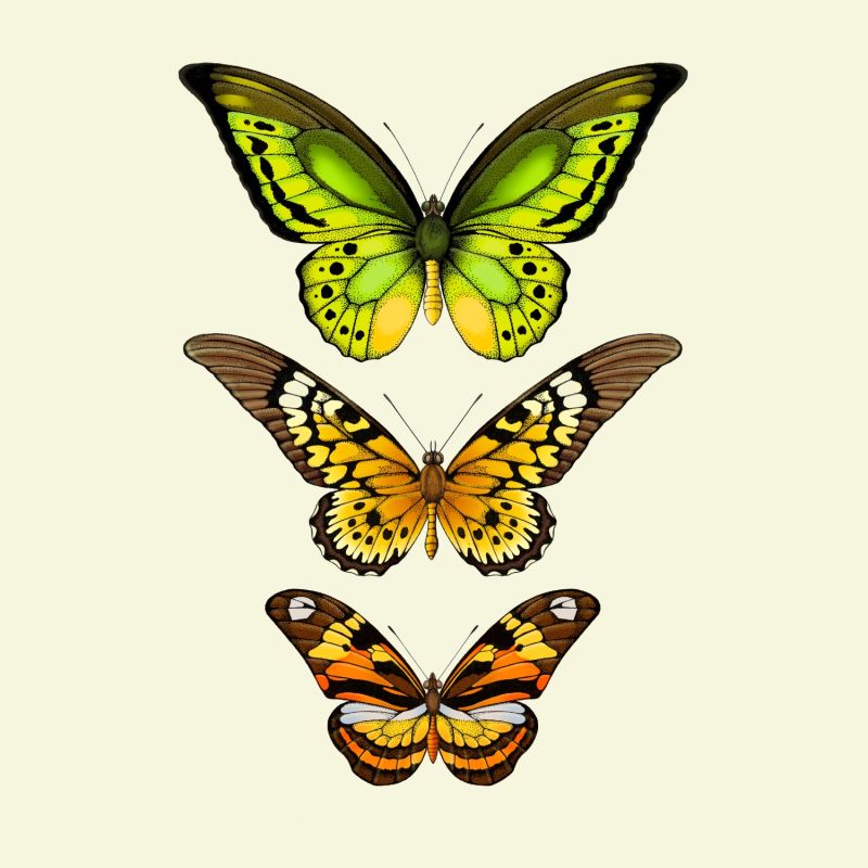 'Antique Tropical Butterflies Vi' Fine Art Print A3 image