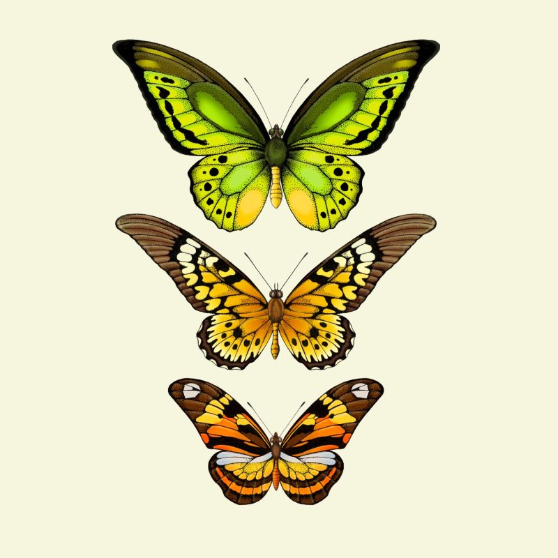 'Antique Tropical Butterflies VI' Fine Art Print A5 image