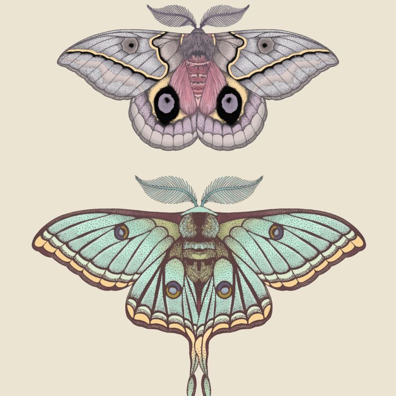 Antique Luna & Automeris Frankae Moths Fine Art Print A5 image