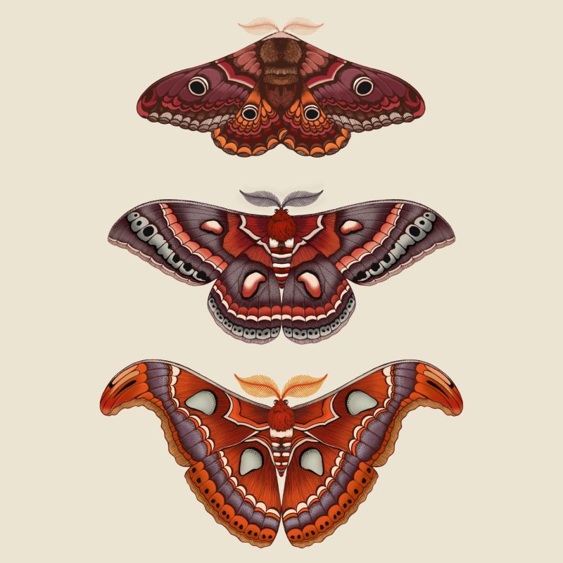 'Antique Moths' Fine Art Print A4 image