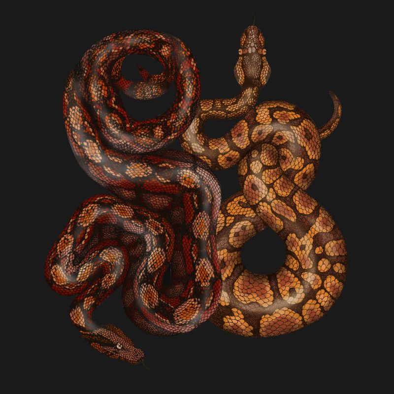 Antique Python & Viper Fine Art Print A3 image