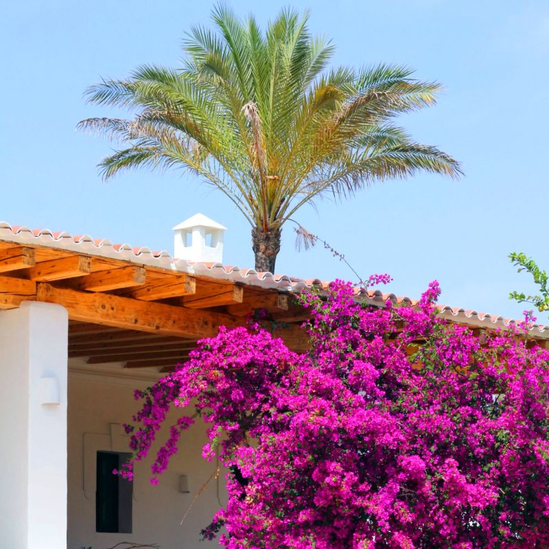 Ibiza Flower Fuchsia Bougainvillea Earrings Pink image