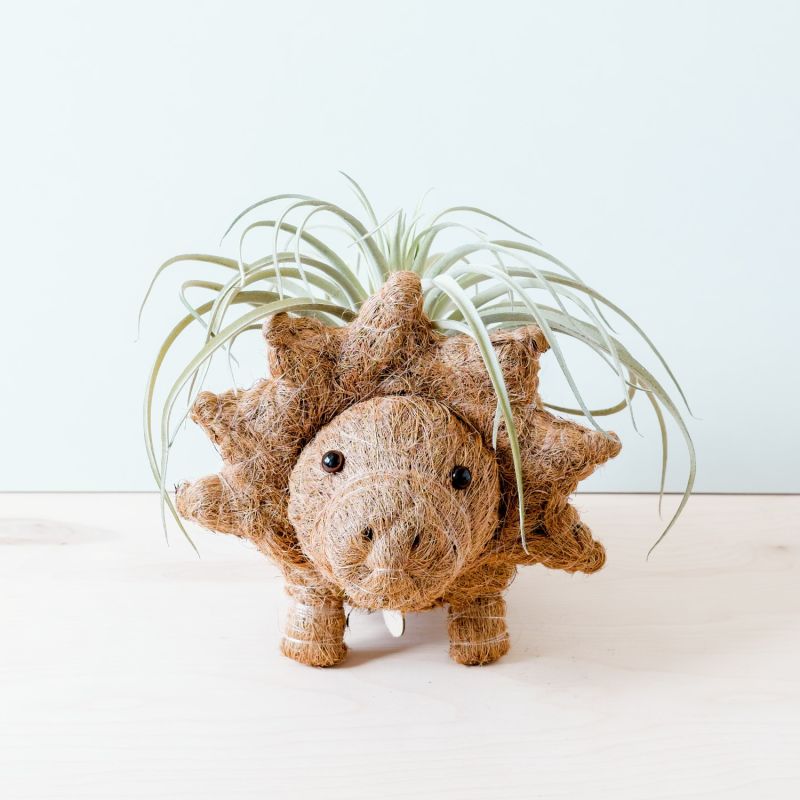 Coco Coir Animal Planter - Triceratops image