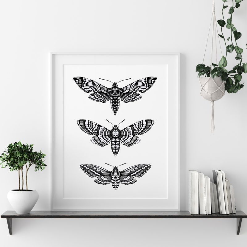 'Hawk Moths' - Fine Art Print A4 image