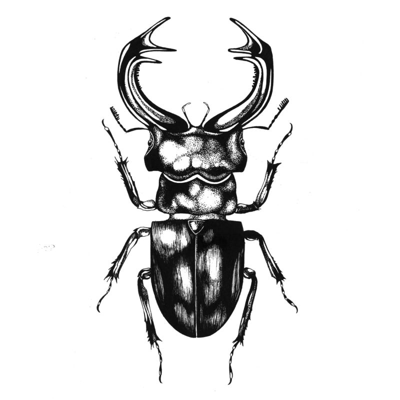 'The Stag Beetle' - Fine Art Print A4 image