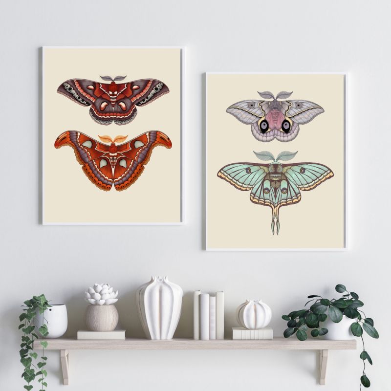 Antique Luna & Automeris Frankae Moths Fine Art Print A4 image