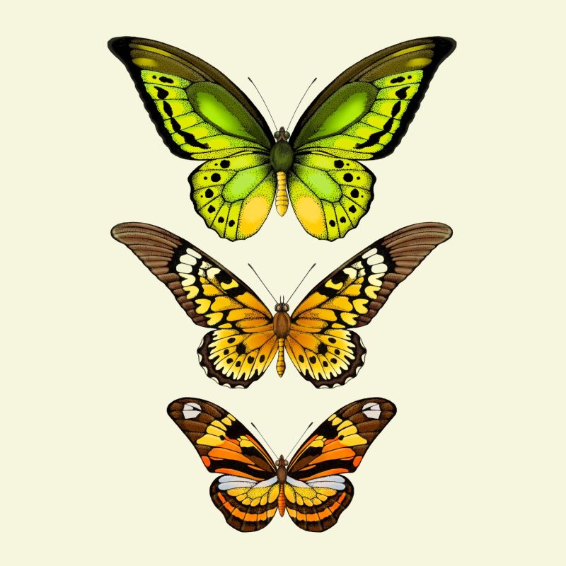 'Antique Tropical Butterflies VI' Fine Art Print A4 image