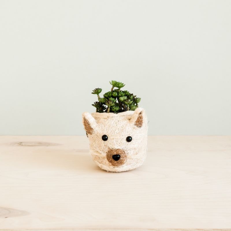 Coco Coir Mini Pot Cat image