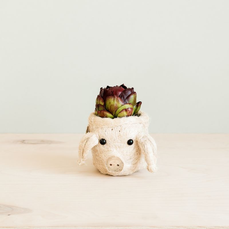 Coco Coir Mini Pig image