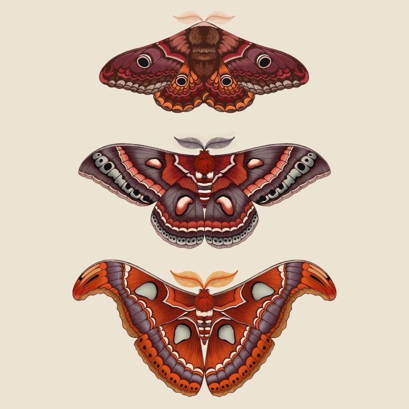 Antique Moths Fine Art Print A3 image