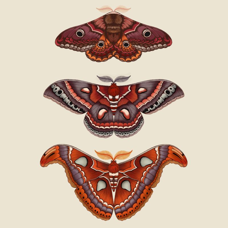 Antique Moths Fine Art Print A5 image