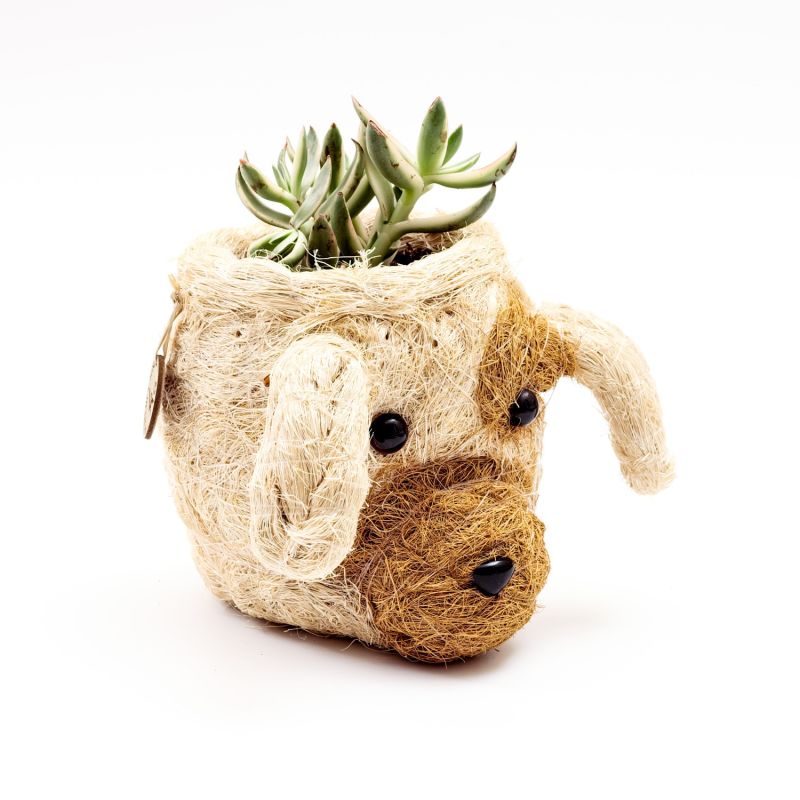 Coco Coir Mini Pot Puppy image