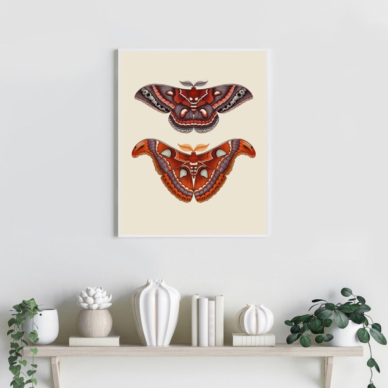 Antique Atlas & Cecropia Moths Fine Art Print A5 image