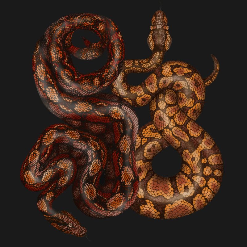 Antique Python & Viper Fine Art Print A5 image