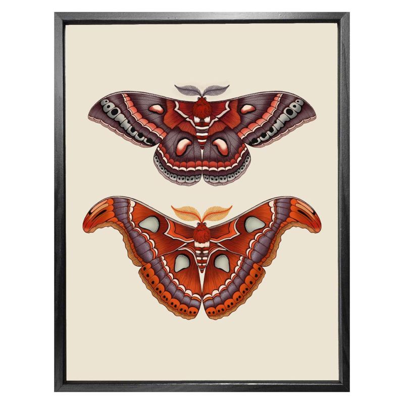 Antique Atlas & Cecropia Moths Fine Art Print A5 image