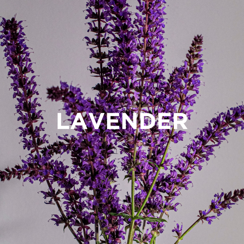 Lavender + Patchouli Scented Candle image