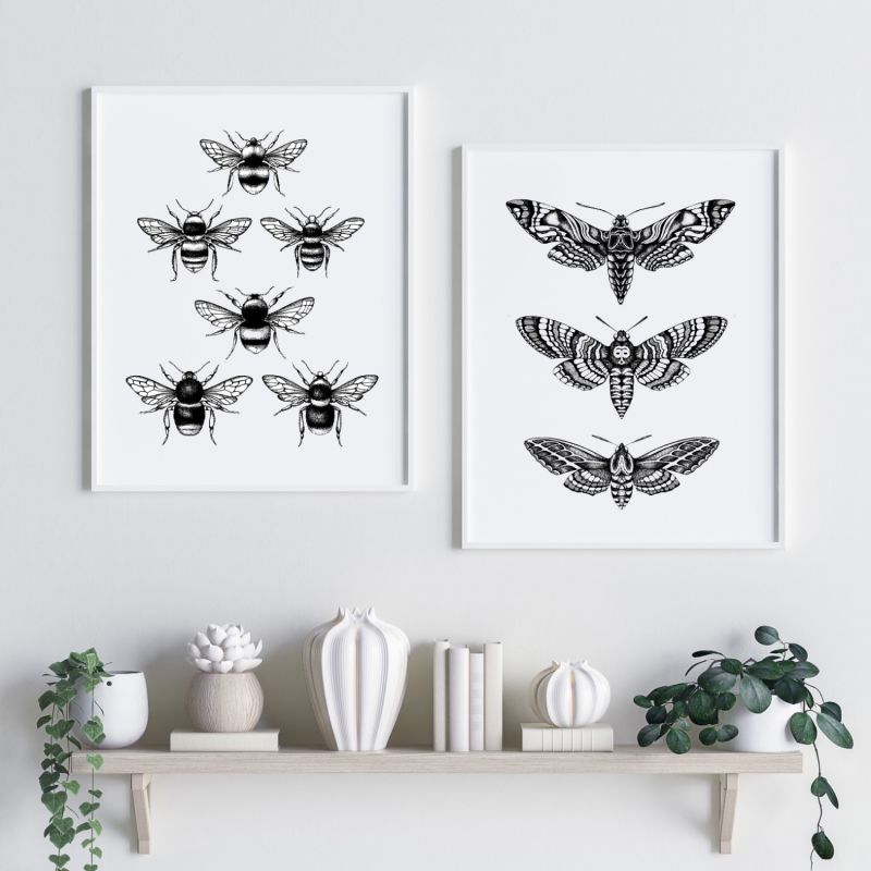 'Hawk Moths' - Fine Art Print A4 image