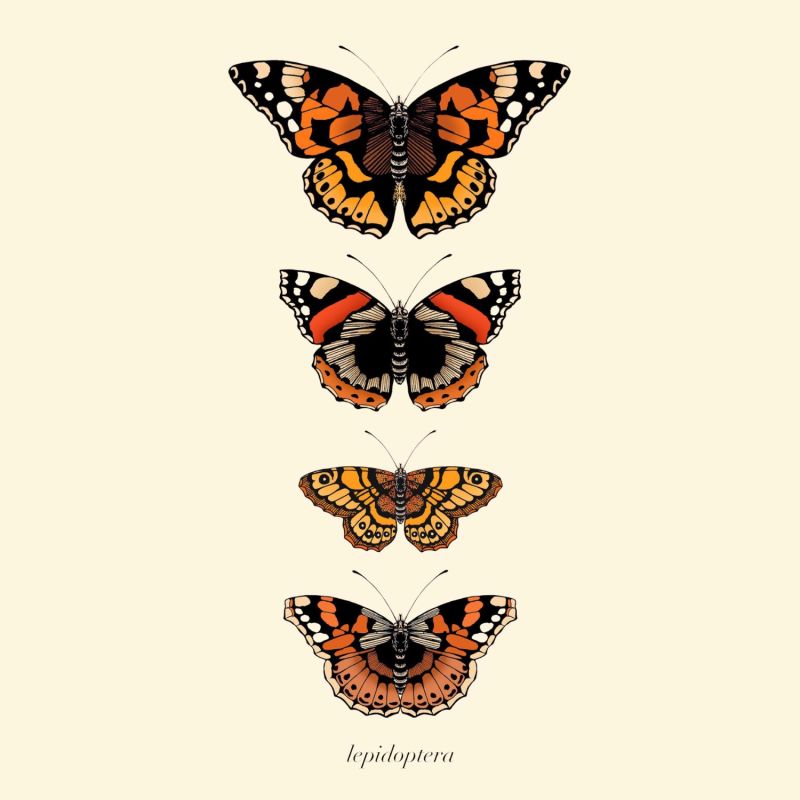 'Antique British Butterflies Iv' Fine Art Print A3 image