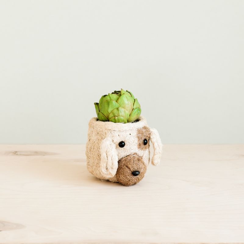 Coco Coir Mini Pot Puppy image