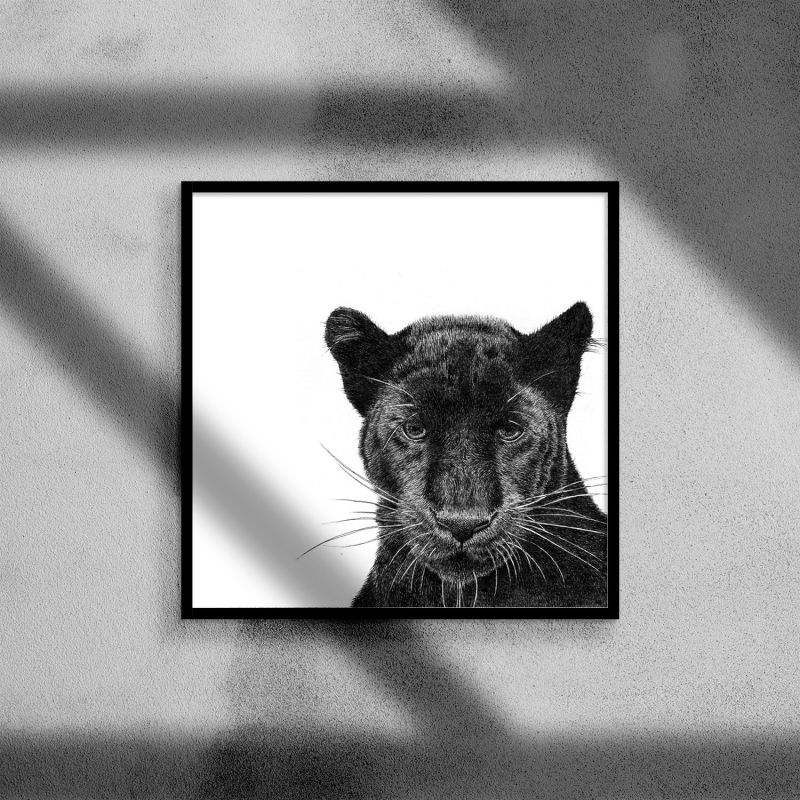 Peering Panther - Black image