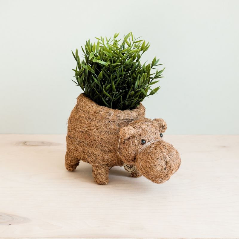 Coco Coir Animal Planter Hippo image