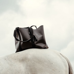 Get the Gallop