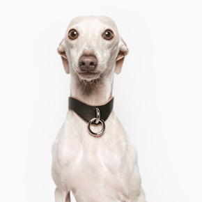 THEANIMALS
