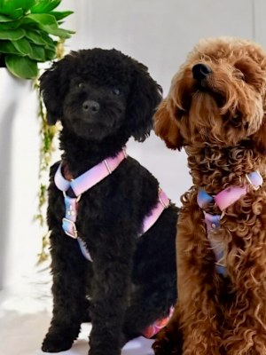 /category/pets/sale/