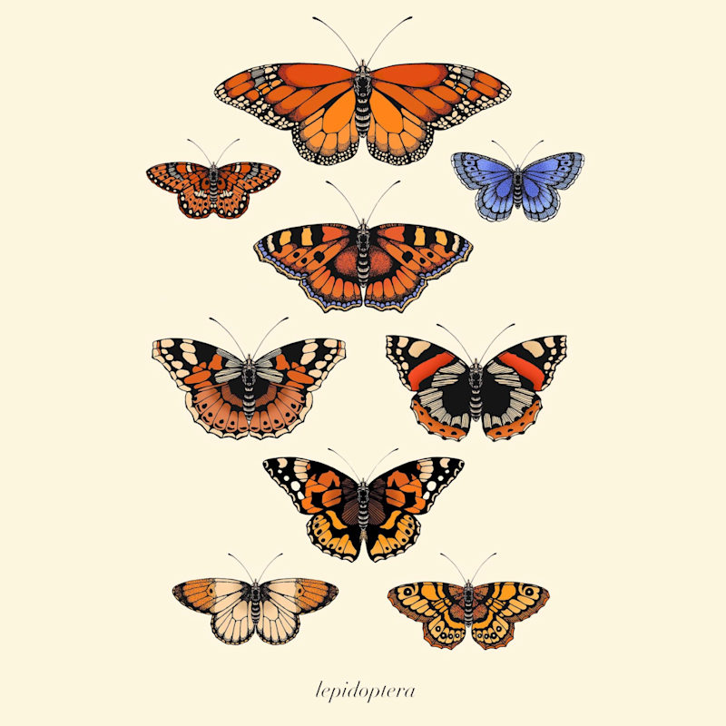Thumbnail of 'Antique British Butterflies' Fine Art Print A5 image