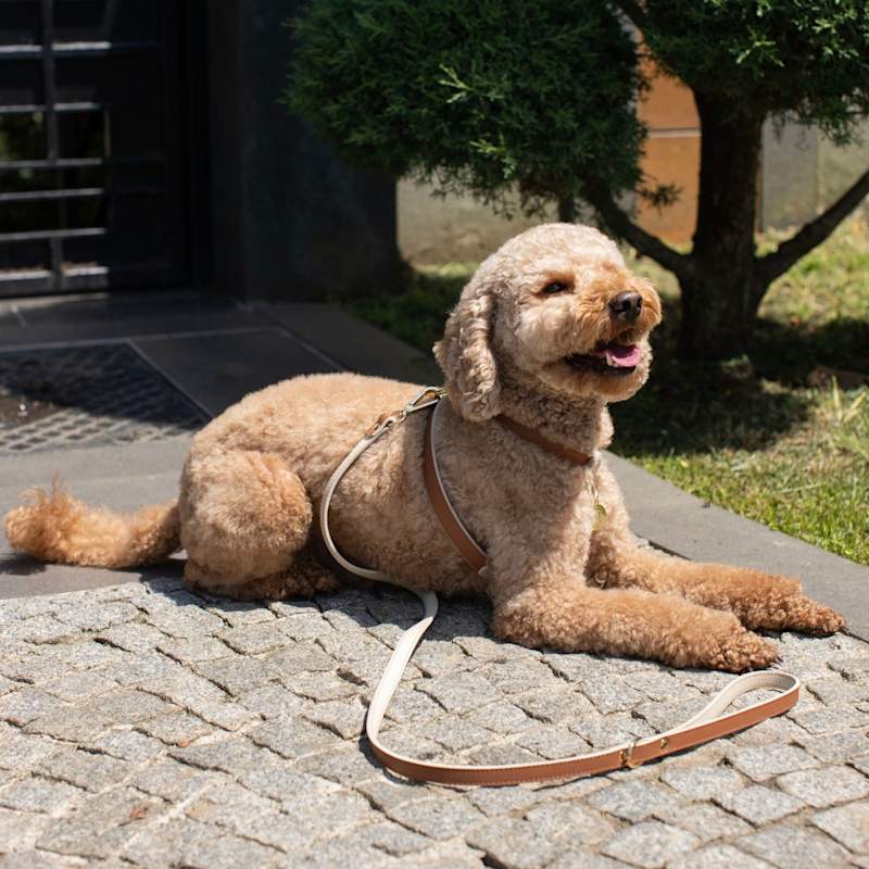 Thumbnail of Brown Beige Leather Dog Leash image