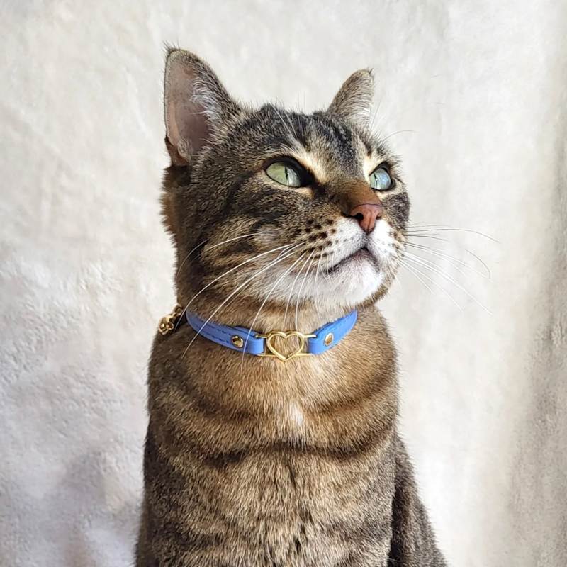 Cat Collar - Periwinkle | Lovehound | Wolf & Badger