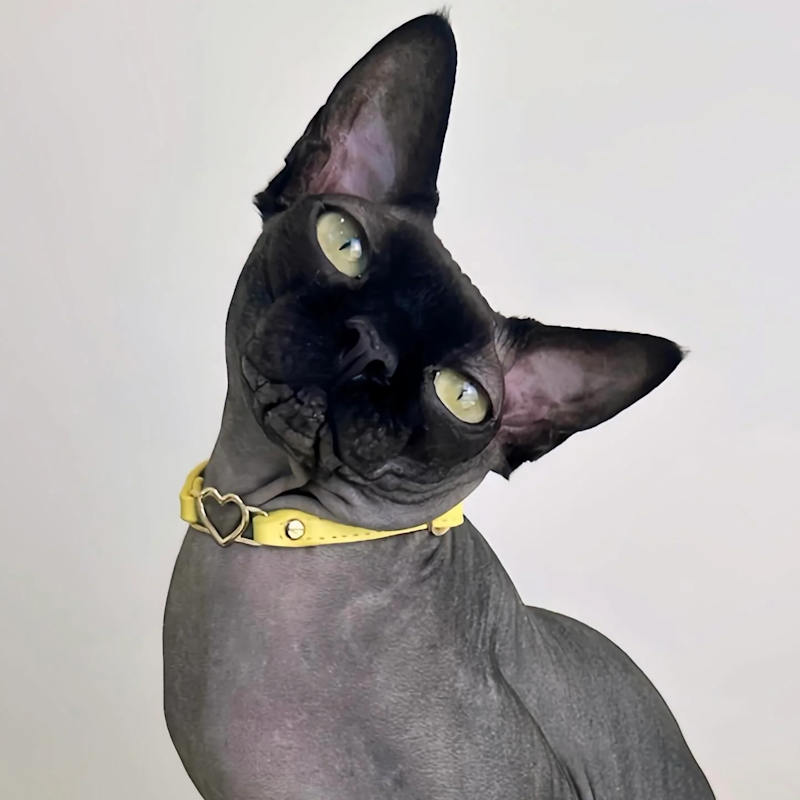 Thumbnail of Cat Collar - Sunflower image