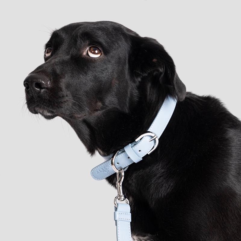 Thumbnail of Classy Dog Collar Ice Blue - Silver image