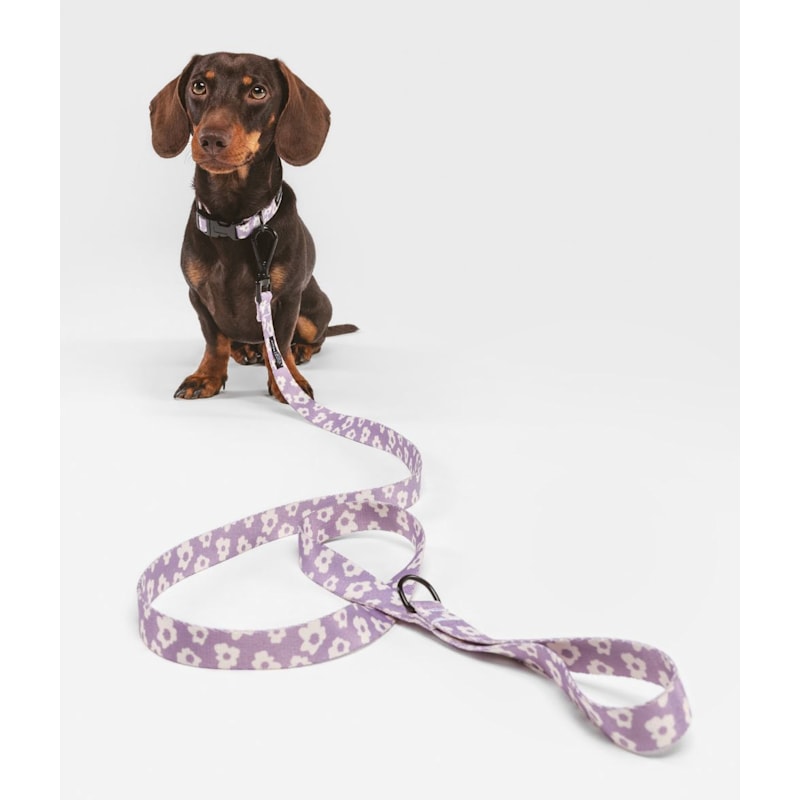 Thumbnail of Recycled Pet Collar Violet Design, Juno image