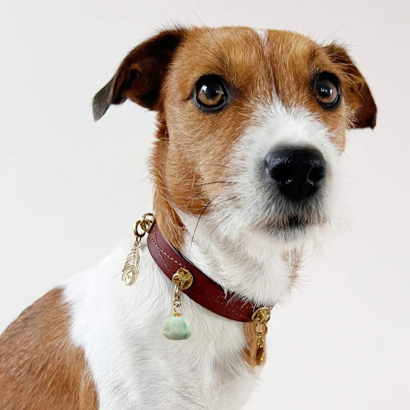 Thumbnail of Dog Collar Leather Cognac image