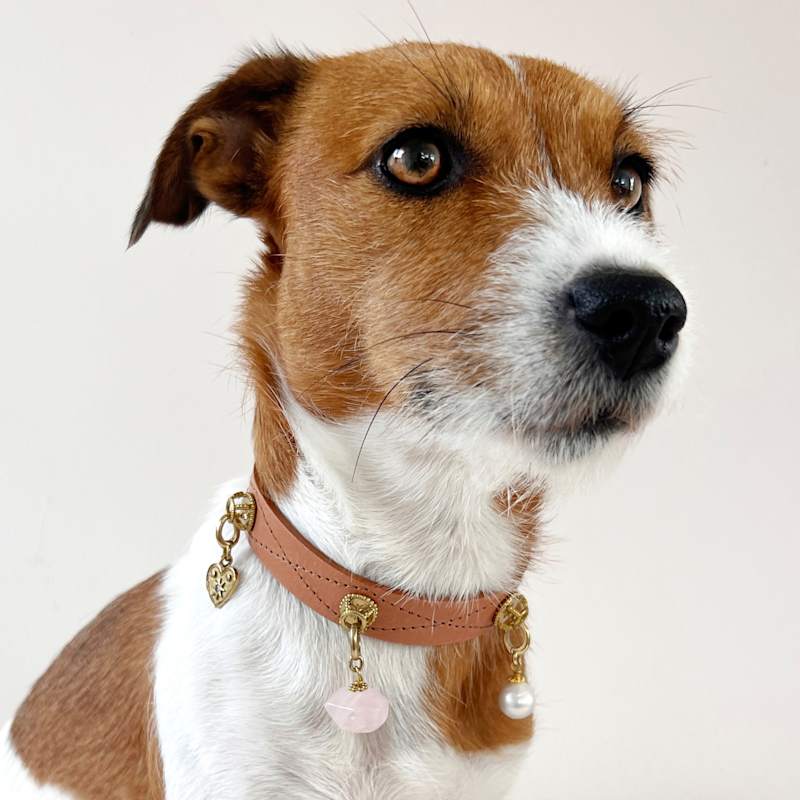Thumbnail of Dog Collar Leather Natural image