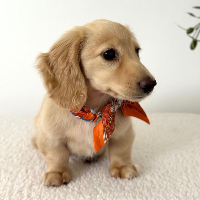 Thumbnail of Dog Collar Twilly Paris - Orange image