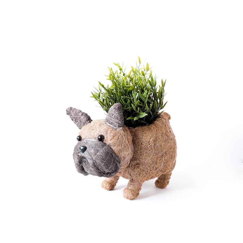 Thumbnail of French Bulldog Planter - Coco Coir Pots Likhâ image
