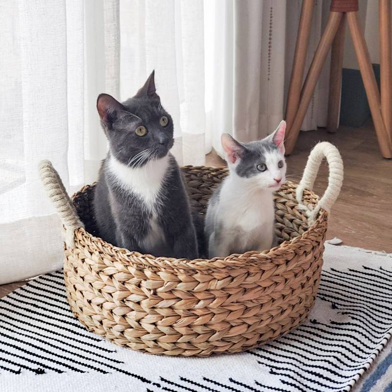 Thumbnail of Handwoven Savar Wicker Cat Basket Bed & Storage Basket image