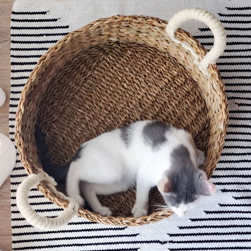 Thumbnail of Handwoven Savar Wicker Cat Basket Bed & Storage Basket image