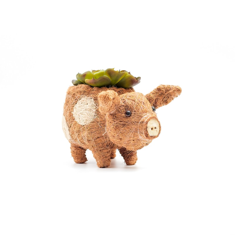 Thumbnail of Baby Country Pig Animal Planter - Natural Coco Coir Mini Indoor Pot image