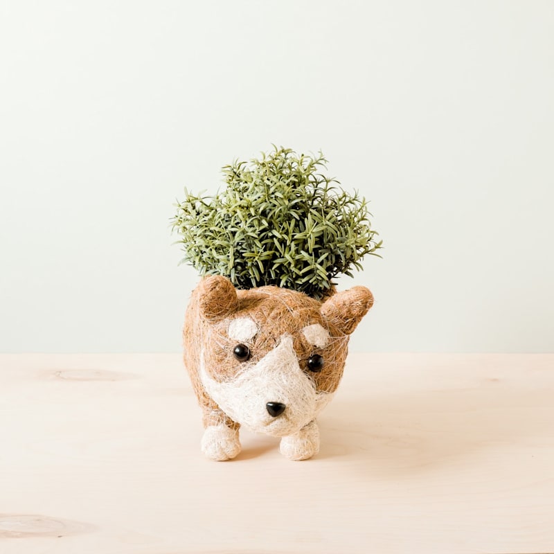 Thumbnail of Coco Coir Animal Planter - Corgi Version Two image